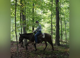Mule, Hongre, 7 Ans, 140 cm, Bai cerise