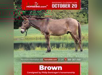 Mule, Hongre, 7 Ans, 140 cm, Bai cerise