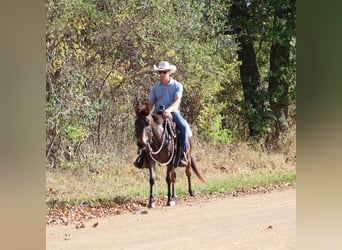 Mule, Hongre, 7 Ans, 140 cm, Bai cerise