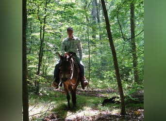 Mule, Hongre, 7 Ans, 140 cm, Bai cerise