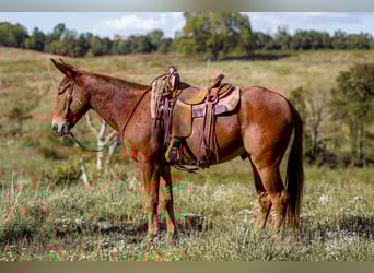 Mule, Hongre, 7 Ans, 157 cm, Alezan cuivré