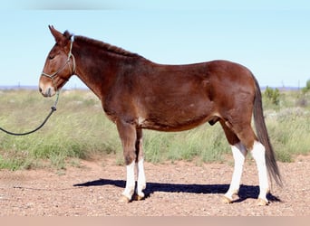 Mule, Hongre, 7 Ans, 157 cm, Bai cerise