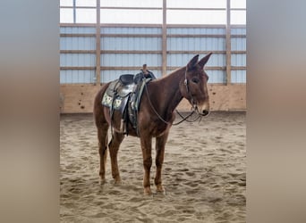 Mule, Hongre, 7 Ans, Alezan brûlé