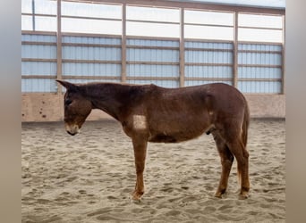 Mule, Hongre, 7 Ans, Alezan brûlé