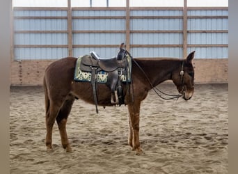 Mule, Hongre, 7 Ans, Alezan brûlé