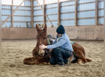 Mule, Hongre, 7 Ans, Alezan brûlé