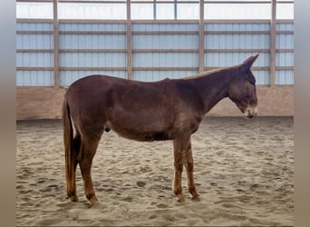 Mule, Hongre, 7 Ans, Alezan brûlé