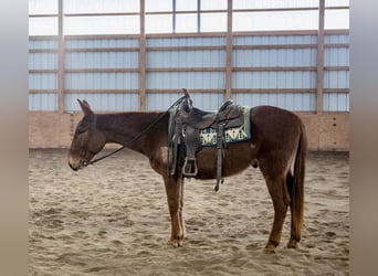 Mule, Hongre, 7 Ans, Alezan brûlé