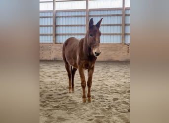 Mule, Hongre, 7 Ans, Alezan brûlé