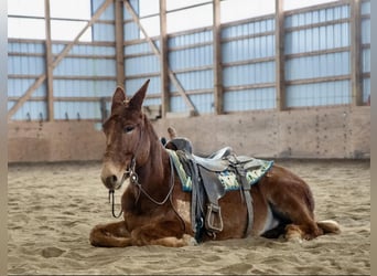 Mule, Hongre, 7 Ans, Alezan brûlé