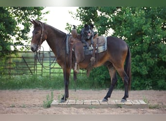 Mule, Hongre, 8 Ans, 130 cm, Bai cerise