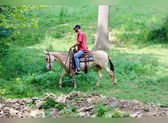 Mule, Hongre, 8 Ans, 147 cm, Champagne