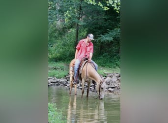 Mule, Hongre, 8 Ans, 147 cm, Champagne