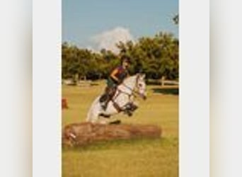 Mule, Hongre, 8 Ans, 147 cm