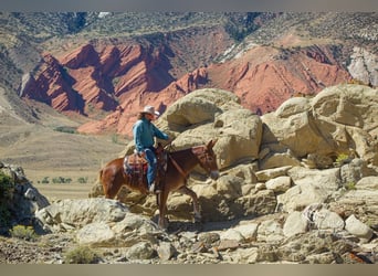 Mule, Hongre, 8 Ans, 152 cm, Alezan cuivré