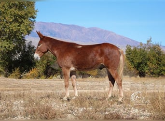 Mule, Hongre, 8 Ans, 152 cm, Alezan cuivré