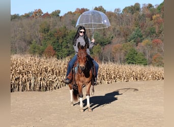 Mule, Hongre, 8 Ans, Bai cerise