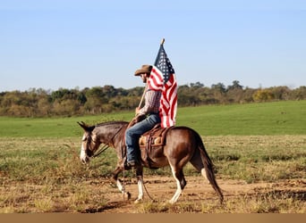 Mule, Hongre, 8 Ans, Buckskin