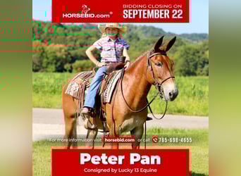 Mule, Hongre, 9 Ans, 150 cm, Alezan cuivré