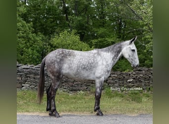 Mule, Hongre, 9 Ans, 150 cm, Gris pommelé