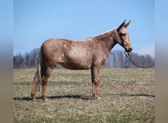 Mule, Hongre, 9 Ans, 155 cm, Palomino
