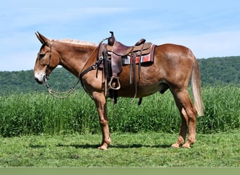 Mule, Hongre, 9 Ans, 163 cm, Alezan cuivré