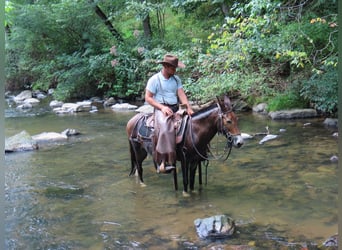 Mule, Jument, 10 Ans, 135 cm, Bai cerise