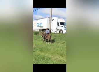 Mule, Jument, 10 Ans, 135 cm, Bai cerise