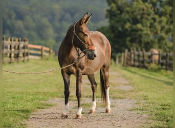 Mule, Jument, 10 Ans, 135 cm, Bai cerise