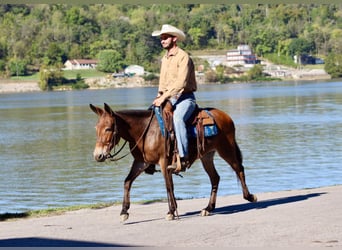 Mule, Jument, 10 Ans, 140 cm, Bai cerise