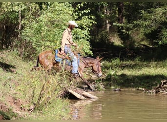 Mule, Jument, 10 Ans, 140 cm, Bai cerise