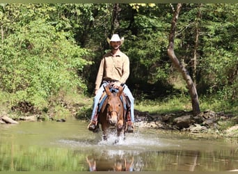 Mule, Jument, 10 Ans, 140 cm, Bai cerise