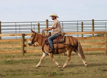 Mule, Jument, 10 Ans, 142 cm, Alezan cuivré