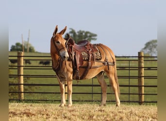 Mule, Jument, 10 Ans, 142 cm, Alezan cuivré