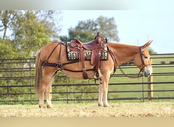 Mule, Jument, 10 Ans, 142 cm, Alezan cuivré