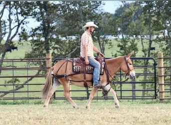 Mule, Jument, 10 Ans, 142 cm, Alezan cuivré