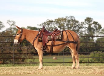 Mule, Jument, 10 Ans, 142 cm, Alezan cuivré