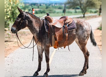 Mule, Jument, 10 Ans, 145 cm, Bai cerise