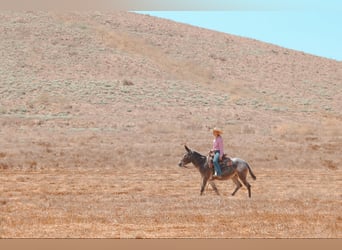 Mule, Jument, 10 Ans, 145 cm, Bai cerise