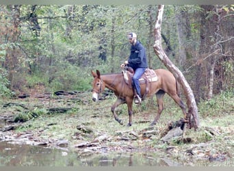 Mule, Jument, 10 Ans, 150 cm, Bai cerise