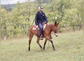 Mule, Jument, 10 Ans, 150 cm, Bai cerise