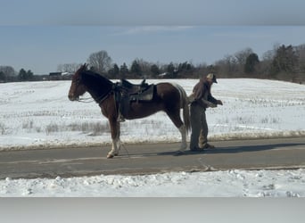 Mule, Jument, 10 Ans, 152 cm, Alezan cuivré