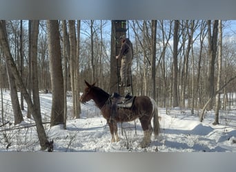 Mule, Jument, 10 Ans, 152 cm, Alezan cuivré