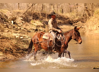 Mule, Jument, 10 Ans, 155 cm, Bai cerise