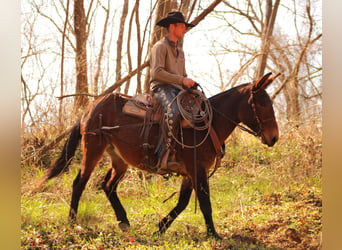 Mule, Jument, 10 Ans, 155 cm, Bai cerise