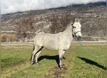 Mule, Jument, 10 Ans, 155 cm, Gris pommelé