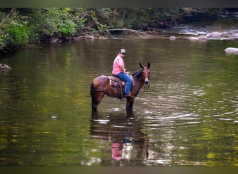 Mule, Jument, 10 Ans, 157 cm, Bai cerise