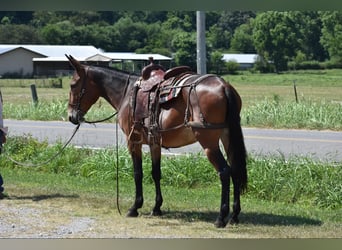 Mule, Jument, 10 Ans, 157 cm, Bai cerise