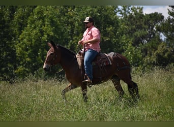 Mule, Jument, 10 Ans, 157 cm, Bai cerise