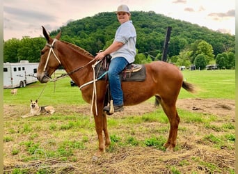 Mule, Jument, 10 Ans, 163 cm, Alezan brûlé